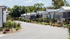 Jacaranda Grove